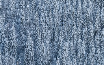 деревья, снег, лес, зима, хвойные