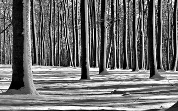 деревья, снег, лес, зима, чёрно-белое