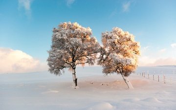 небо, деревья, снег, зима, утро, мороз