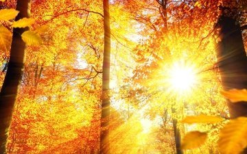 деревья, солнце, лес, листья, лучи, осень