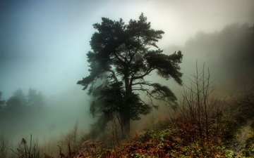 деревья, лес, утро, туман