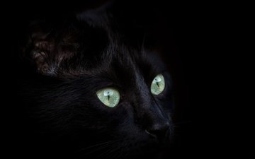 глаза, кот, мордочка, усы, кошка, взгляд, черный