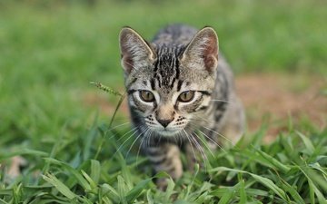 глаза, трава, кошка, котенок