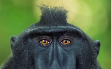 глаза, взгляд, обезьяна, индонезия, примат, павиан, хохлатый павиан, сулавеси