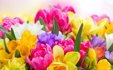 цветы, бутоны, лепестки, краски, весна, букет
