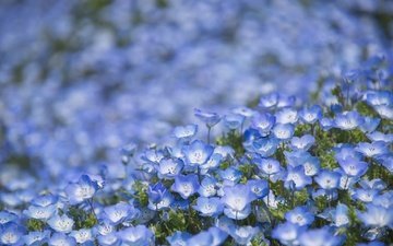 цветы, макро, голубые, боке, немофила, немофилы