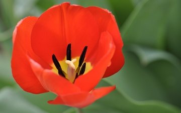 макро, цветок, лепестки, весна, тюльпан