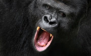 обезьяна, крик, горилла