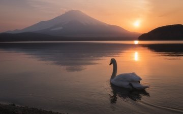 озеро, закат, пейзаж, гора, япония, птица, вулкан, лебедь, фудзияма