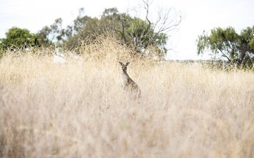 природа, животное, австралия, кенгуру