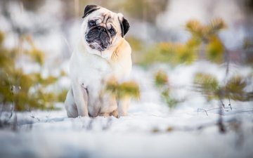 снег, природа, мордочка, взгляд, собака, лапки, мопс