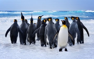 вода, птицы, океан, пингвины, королевский пингвин