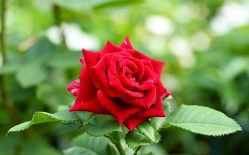 цветок, роза, бутон, красная роза