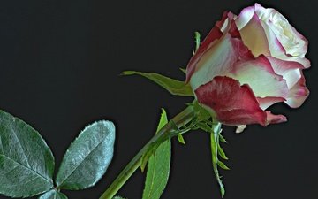 цветок, роза, бутон, черный фон, пестрый