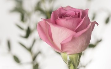 цветок, роза, лепестки, бутон, розовый