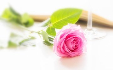 цветок, роза, бутон, розовый