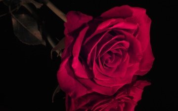 отражение, цветок, роза, красная, бутон, черный фон