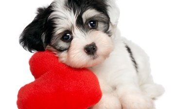 собака, сердце, щенок, белый фон, valentines day