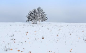 небо, снег, дерево, зима, поле