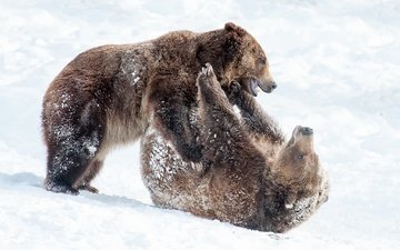 снег, природа, зима, лапы, борьба, медведь, игра, медведи
