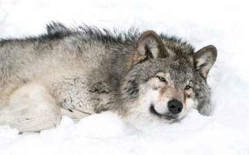 снег, хищник, волк