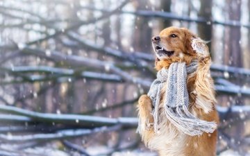 снег, зима, настроение, собака, шарф, стойка, золотистый ретривер