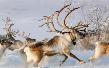 снег, зима, рога, олени, упряжка, норвегия, северный олень, финнмарк, карашоке