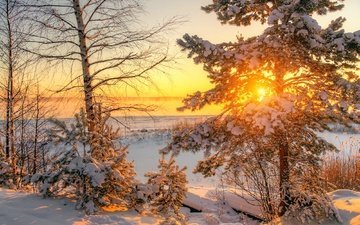 деревья, солнце, снег, зима, пейзаж, мороз