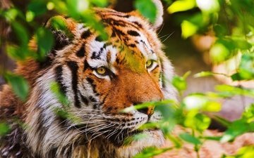 тигр, морда, листья, взгляд, хищник