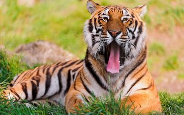 тигр, трава, зелень, хищник, язык, бенгальский тигр