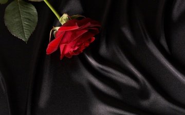 цветок, роза, ткань, красная роза
