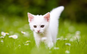 трава, кот, котенок, белый, ромашки