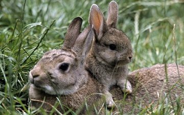 трава, природа, лето, кролики, зайцы