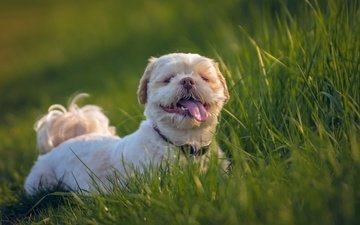 трава, собака, язык