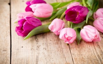 цветы, весна, тюльпаны, розовые, фиолетовые