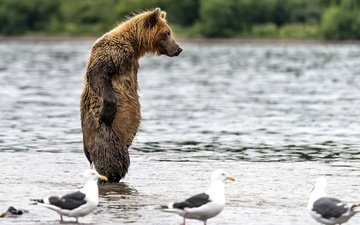 вода, медведь, птицы, чайки, мокрый