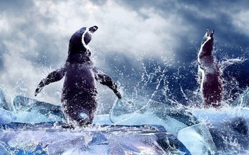 вода, море, лёд, птицы, пингвины