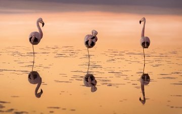 вода, закат, отражение, фламинго, птицы