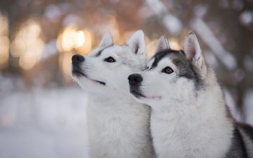 глаза, зима, взгляд, хаски, собаки, мордочки, сибирский хаски