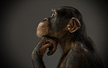 фон, профиль, животное, обезьяна, примат, шимпанзе