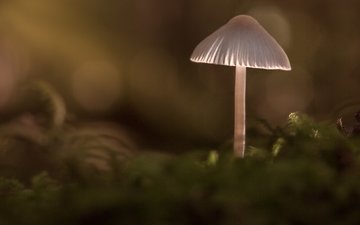 природа, лес, фон, грибы, гриб, sophiaspurgin, alone in the woods
