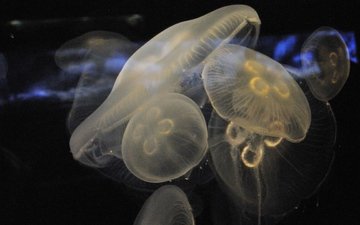 медуза, медузы, аквариум, подводный мир