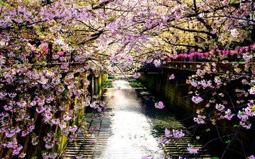 река, цветение, отражение, забор, япония, весна, сакура