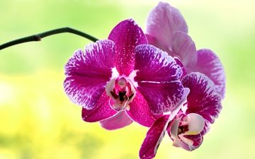 цветок, лепестки, орхидея