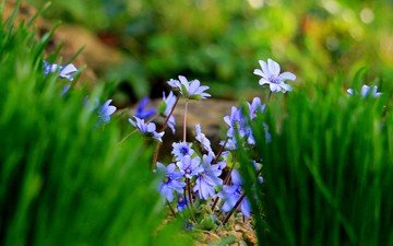 цветы, трава, природа, фон, весна, голубые, пролеска