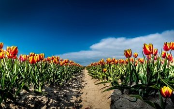 небо, цветы, облака, поле, весна, тюльпаны