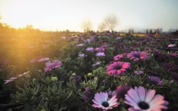 цветы, утро, поле, герберы
