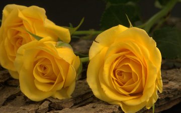 цветы, желтый, розы, бутон, трио