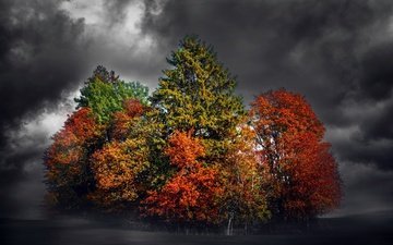 деревья, тучи, фон, поле, разноцветные, осень, чёрно-белый