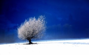 небо, снег, дерево, зима, пейзаж, поле